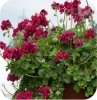 pelargonia wisząca velvet